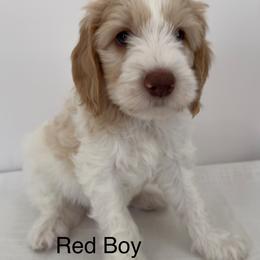 Boy 4 - Parti male Australian Cobberdog puppy in Grand Rapids, Michigan from Joreese Australian Cobberdogs
