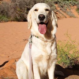 Nessa - Golden Retriever