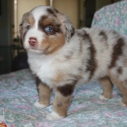 Miniature American Shepherd Puppies from Gottabe Miniature American Shepherds