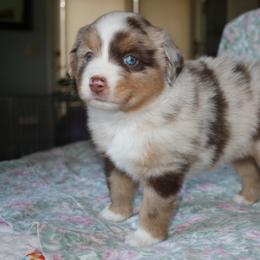 Miniature American Shepherd Puppies from Gottabe Miniature American Shepherds