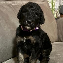 Phantom Girl 2 - Phantom female Poodle puppy in Jesup, Georgia from Altamaha Mud Poodles LLC.