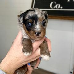 Rockstar - male Australian Mountain Doodle puppy in Spanish Fork, Utah from Little Puppy Co.