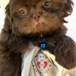 JR - Liver male Shih Tzu puppy in Rolling Hills, California from MeMaw Shih Tzus