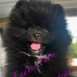 Wagashi - Black female Pomeranian puppy in Plantersville, Texas from Endure Farm Inc