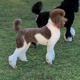 Millie - Poodle
