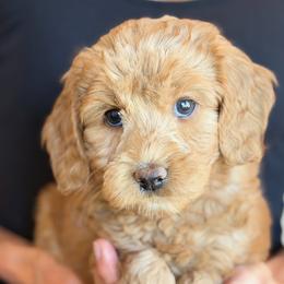 Orange Girl - Red female Australian Labradoodle puppy in Bend, Oregon from High Desert Labradoodles