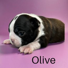 Olive - Black brindle and white female Boston Terrier puppy in Galena, Kansas from RottNBostons