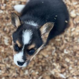 💙 - Blue Pembroke Welsh Corgi puppy in Willcox, Arizona from C spear Corgis