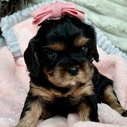 Cavapoos from Parkman’s Puppies