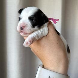 Pink - Black and white female Havanese puppy in Silverton, Oregon from PNW Havanese