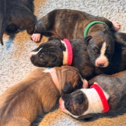 Light pink - Red female American Staffordshire Terrier puppy in Cloverdale, Indiana from Woodshire American Staffordshire Terrier’s