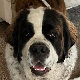 Darla Marie - Saint Bernard