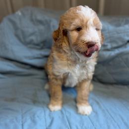 Livvy Lou - Red female Bernedoodle puppy in Hackleburg, Alabama from The Doodle Patch