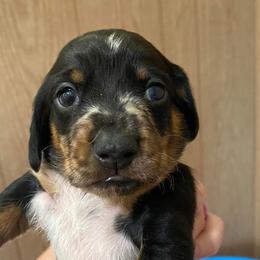 Dachshunds from C & B Little Paws