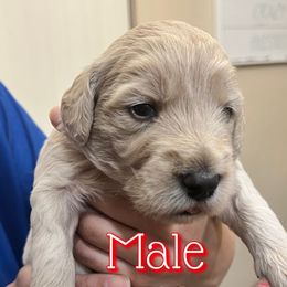 Cavapoo, Cockapoo, Goldendoodle, and Poodle Puppies from Clad Doodles