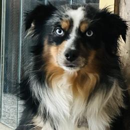 Miniature Australian Shepherds from Rocking Aussies