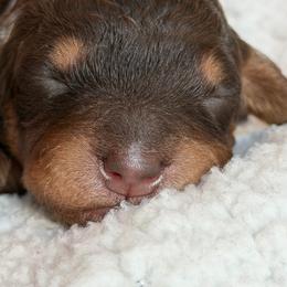 Boy 3 Brown collar - male Golden Mountain Doodle puppy in Spring, Texas from The Doodle Den
