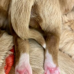 Australian Labradoodle Puppies from Salona Australian Labradoodles