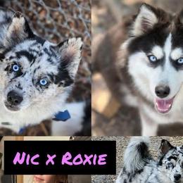Roxie - Pomsky