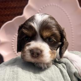 Eagle - Brown and white male Cocker Spaniel puppy in Camp Douglas, Wisconsin from Bluff Country Cockers