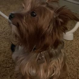 Yorkshire Terriers from Lauren's Yorkshire Terriers