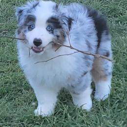 Rodeo - Blue merle male Miniature American Shepherd puppy in Foley, Alabama from MorningStar Miniature American Shepherds