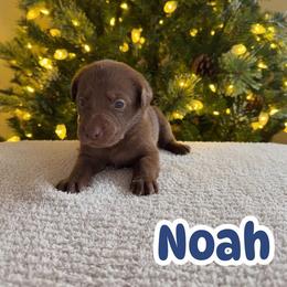 Noah - Chocolate male Labrador Retriever puppy in Lucasville, Ohio from Backwoods Labradors