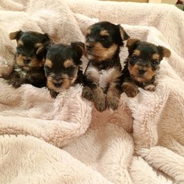 Yorkshire Terrier puppies from Ellie's Cute as a Button Yorkies