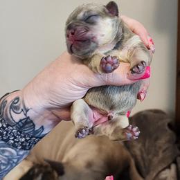 French Bulldog and Rottweiler Puppies from Riggs Blue Collar Rottweilers Von Haus Duxi
