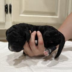 Springerdoodle Puppies from Georgia Springerdoodles