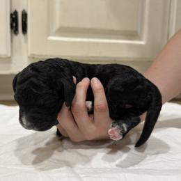 Springerdoodle Puppies from Georgia Springerdoodles