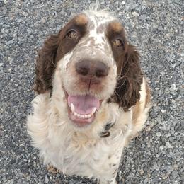 Harley - Liver white and tan female English Springer Spaniel puppy in Statesville, North Carolina from BAR Z Springers