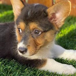 Pembroke Welsh Corgis from Sdpups