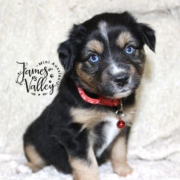 Moroney Girl - Black tri Miniature Australian Shepherd puppy in Missouri from James Valley Aussies