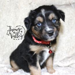 Moroney Girl - Black tri Miniature Australian Shepherd puppy in Missouri from James Valley Aussies
