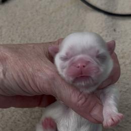 Boy 1 - White male Shih Tzu puppy in Texas from A Sassy Soul Shih-Tzu