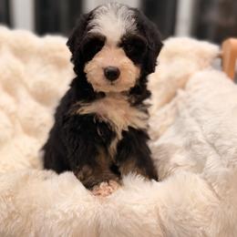 Carousel - Tri-color female Bernedoodle puppy in North Royalton, Ohio from Johnson's Doodles