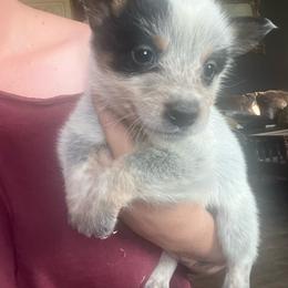 Boy 2 - Blue male Australian Cattle Dog puppy in Norton, Ohio from Australian Cattle Dog Company
