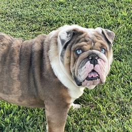 Ferdinand - Bulldog