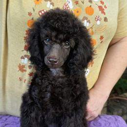 Poodle Puppies from Anna-Ash Poodles