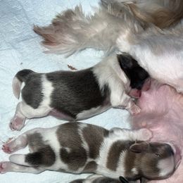 Shih Tzu Puppies from Lavender Lane Tzus