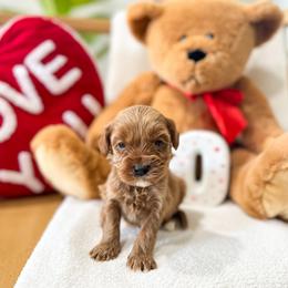 Teddy - Red male Australian Labradoodle puppy in Palmdale, California from Doodles_Ko