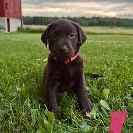Labrador Retriever Puppies from Northrop Farm