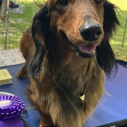 Dachshund All Grown Up from Rare Treat Dachshunds