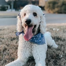 Penny - Poodle