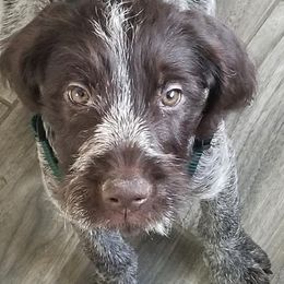 Wirehaired Pointing Griffons from Flint Creek Griffons