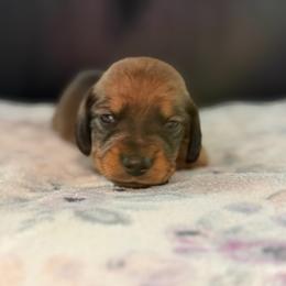 AKC Half Russian Yellow Collar Male - Red male Dachshund puppy in Calera, Alabama from Southern Sky Dachshunds