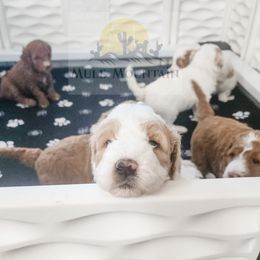 Double Doodle, Labradoodle, and Sheepadoodle Puppies from Mule Mountain Doodles