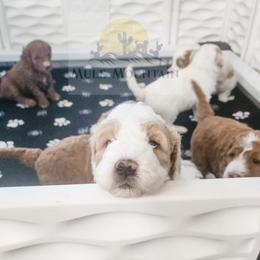 Double Doodle, Labradoodle, and Sheepadoodle Puppies from Mule Mountain Doodles