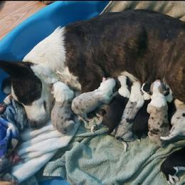 Merle Boy 2 - Blue merle and white male Cardigan Welsh Corgi puppy in Myton, Utah from Cardigan Corgi Cuties 💓